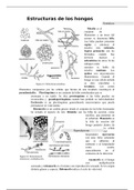 Estructura de los hongos