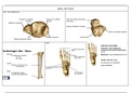 Anatomie van de enkel en voet
