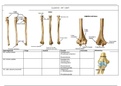 Anatomie schema