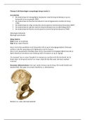 Thema 4 AN week 1 osteologie en myologie heup