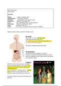 Unit 3 - Anatomy and Physiology for Health and Social Care digestive system