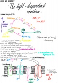 Biology AQA A-level - CH11 Photosynthesis - (Year 2) A2 A4 NOTES