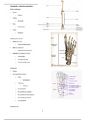Anatomie orthopedie 