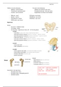 Anatomie - Onderste en bovenste extremiteit - Botten, Spieren, Gewrichten, Aders, Zenuwen, Ligamenten en Huidinnervaties