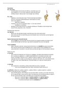 Anatomie deel 3 - Onderste extremiteit ( gewrichten, aders, zenuwen en ligamenten )
