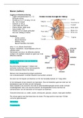 Samenvatting nieren