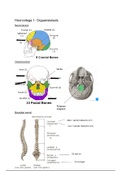 Samenvatting Humane Anatomie 