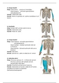 Bewegen en eigen lichaam anatomie tentamen 2