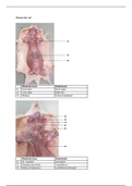 Anatomie rat