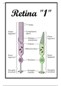 Retina 1