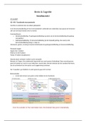 Hoorcollege aantekeningen/samenvatting Brein & Cognitie 1