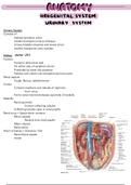 Urogenital System notes