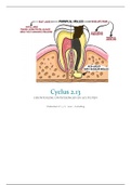 Odontogene Ontstekingen en Acute pijn cyclus 2.13