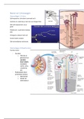 Nieren en urinewegen (NU)