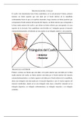 Anatomia de los triángulos del cuello