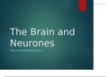 Brain and neurotransmitters