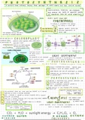 Photosynthesis APBio/Bio Notes