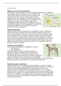 Anatomie en fysiologie zenuwstelsel 