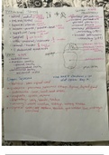 Lab Notes Unit 1 Human Anatomy 