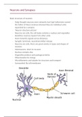Neurons and the Synapse