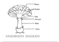 DIAGRAM OF MUSHROOM