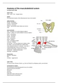 BGZ2025 Use it or lose it - Anatomie: Alle botten, gewrichten en spieren (met functies & locaties!)