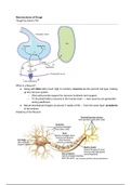 Lecture 3 (Neuroscience of Drugs)