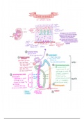 Kidney at the Molecular Level