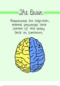 Psychology ( brain )