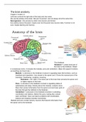 Anatomy of the brain