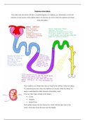 Nephron and Kidney Structure/Function