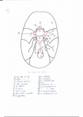 Anatomie Système Nerveux Pr.Fontaine (6-7)