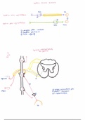 Anatomie Système Nerveux Pr.Fontaine (5)
