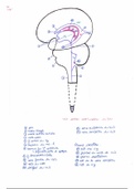 Anatomie Système Nerveux Pr.Fontaine (3)
