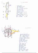 Anatomie Système Nerveux Pr.Fontaine (2)