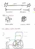 Anatomie Système Nerveux Pr.Fontaine (1)