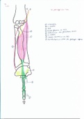 Anatomie Membre Supérieur Pr.Fontaine (5)