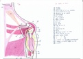 Anatomie Membre Supérieur Pr.Fontaine (4)