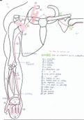 Anatomie Membre Supérieur Pr.Fontaine (3)