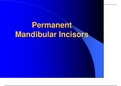 Permanent Mandibular Incisors