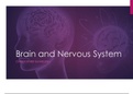 Brain and Nervous System Elaborate Class Notes