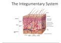 BIO180 Integumentary System/Moraine Valley Community College>DownloadTo Score An A