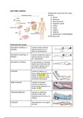 CLASE 1: Anatomia: Definiciones Posiciones del Cuerpo Humano, Posición anatómica. Planos Anatómicos. Osteología, Miología y Artrología.