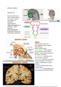 CLASE 13: Sistema Nervioso III: Diencéfalo. Tronco Encefálico (Protuberancia y Bulbo Raquideo) 