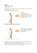 CLASE 15: Columna Vertebral: Vertebras (Características). Cuello I: Anatomía de Superficie. Hueso Hioides. Cuello Parietal (Miología). 