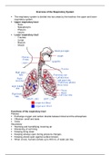 Semester 1- Respiratory