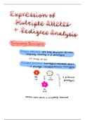 Multiple Alleles and Pedigrees Summary