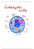 Eukaryote Summary