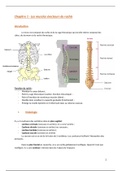 Anatomie - Chapitre 1 - Les muscles erecteurs du rachis