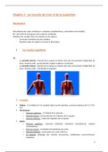 Anatomie - Les muscles du tronc et de la respiration